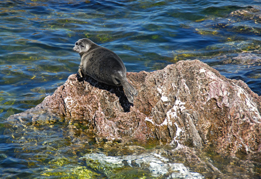 Baikalrobbe